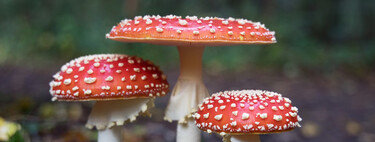 AI has learned to create mushroom photos and Google is showing them. It's the most dangerous thing it has done so far